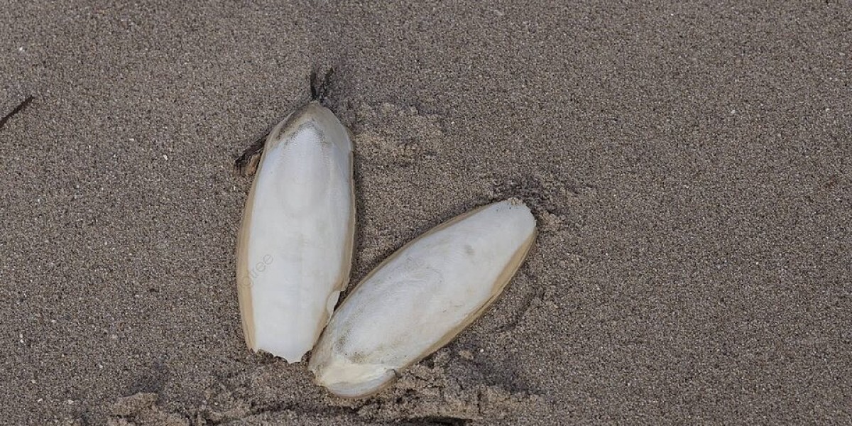 Cuttlefish Bones Wholesale in Tuticorin: Premium Calcium Source for Birds