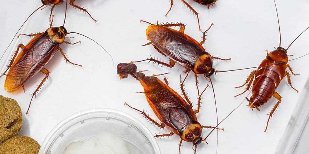 Cockroach Control Melbourne