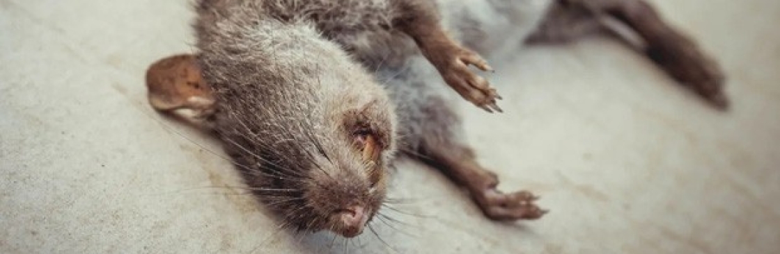 Morris Dead Animal Removal Melbourne Cover Image