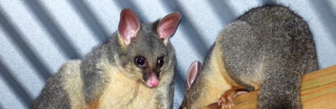 Morris Possum Removal Adelaide Cover Image