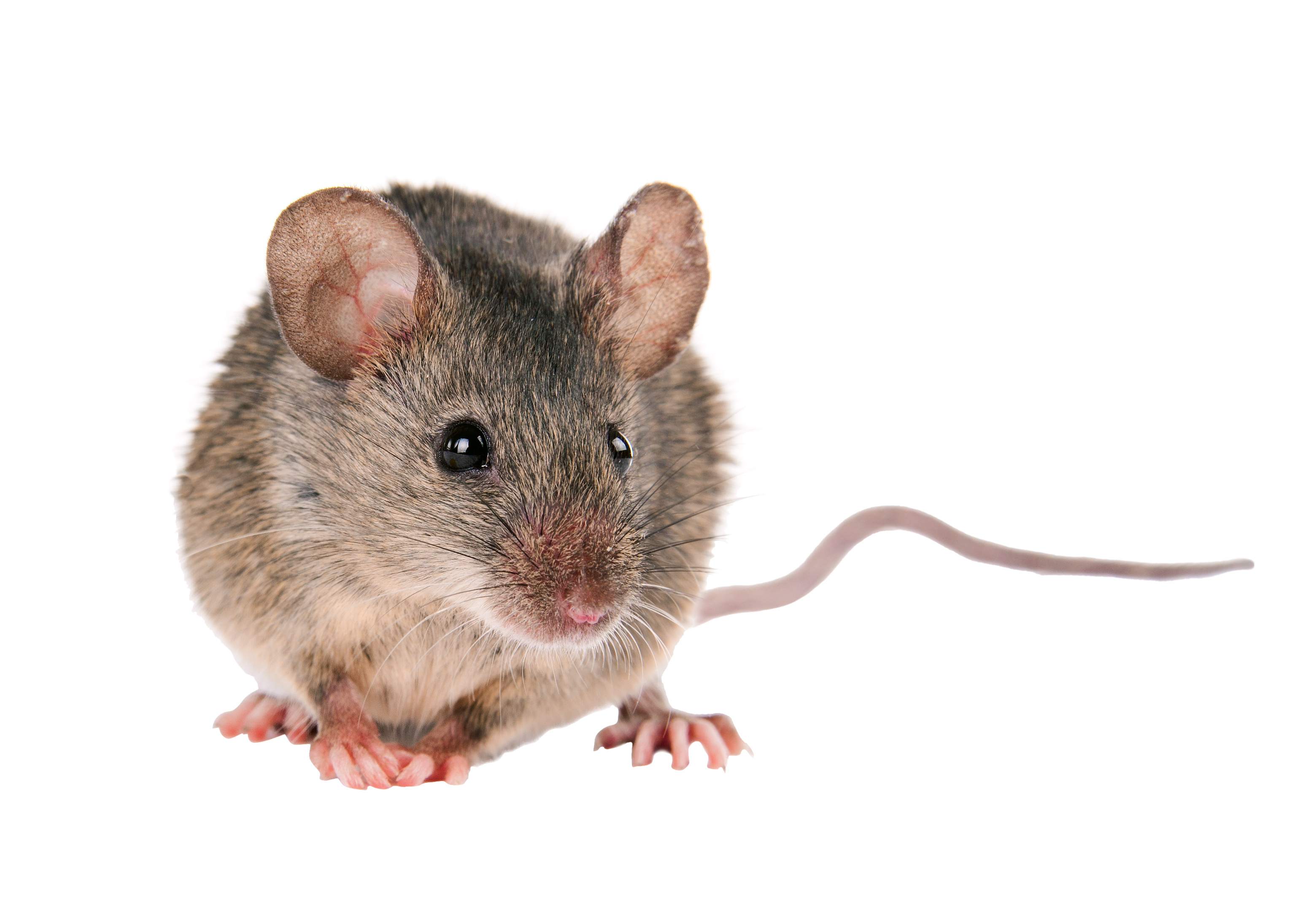 Mouse extermination | Extermination Parasitex